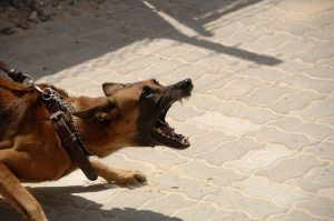 dog growling